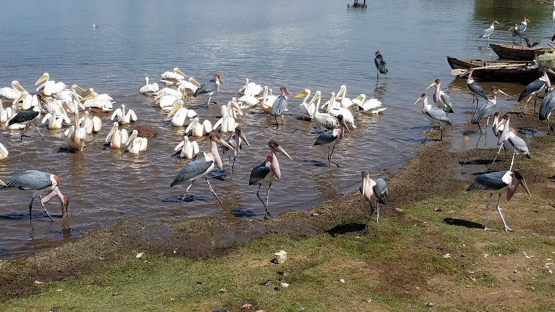 Lake Awasa