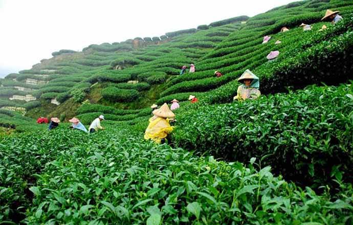 Lakkatura Tea Garden
