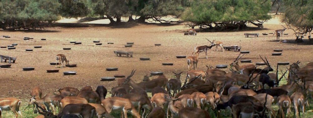 Lal Suhanra National Park Travel Forum Reviews