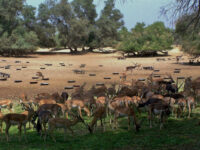 Lal Suhanra National Park Travel Forum Reviews