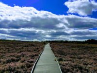 Langlands Moss Local Nature Reserve Travel Forum Reviews