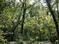 Lawrence River Trails Travel Forum Reviews