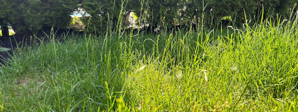 Le Pouce Vert - entretien de pelouse Terrebonne Travel Forum Reviews