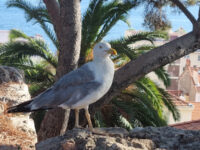 Le Suquet Travel Forum Reviews
