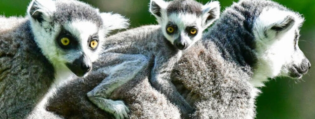 Lemurs Park Travel Forum Reviews