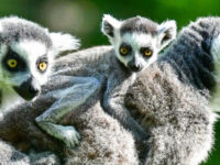 Lemurs Park Travel Forum Reviews