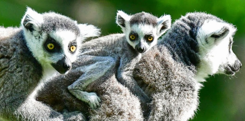 Lemurs'Park