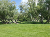 Les Sherman Park Travel Forum Reviews