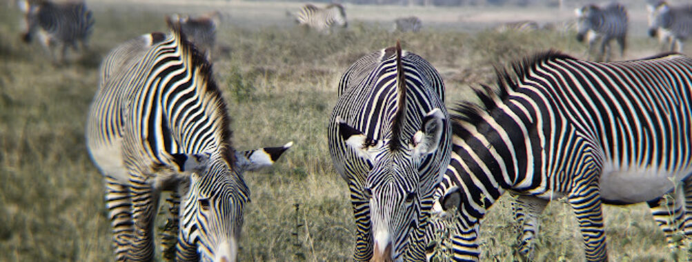 Lewa Wildlife Conservancy Travel Forum Reviews