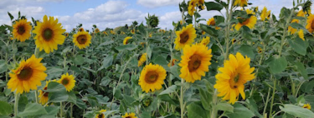 Lichfield Maize Maze Travel Forum Reviews