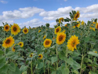 Lichfield Maize Maze Travel Forum Reviews