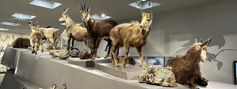 Liechtensteinisches LandesMuseum Travel Forum Reviews