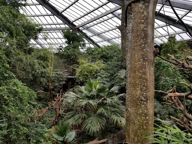Lied Jungle