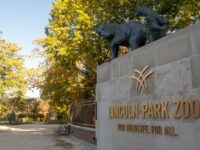 Lincoln Park Zoo Travel Forum Reviews