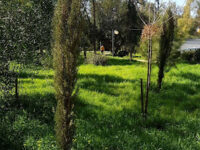 Linear Park Travel Forum Reviews
