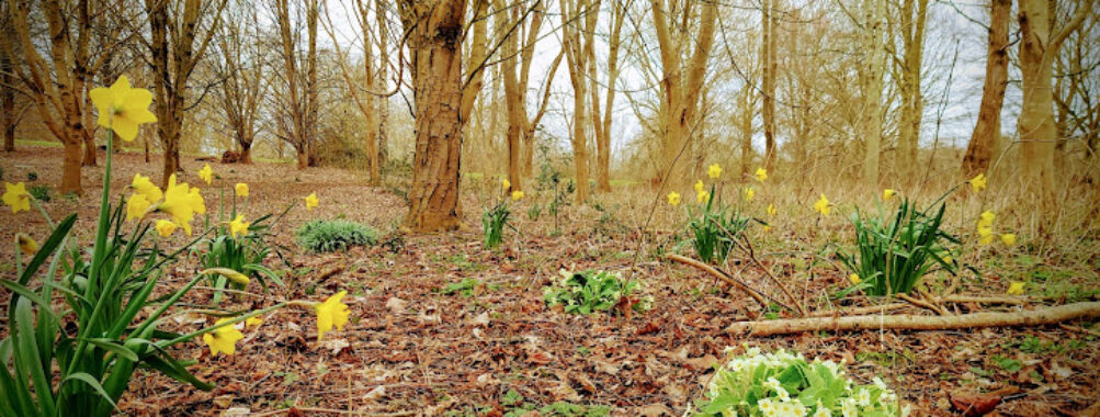 Linnell Woods (Linnell Rd Open Space) Travel Forum Reviews