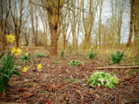 Linnell Woods (Linnell Rd Open Space) Travel Forum Reviews