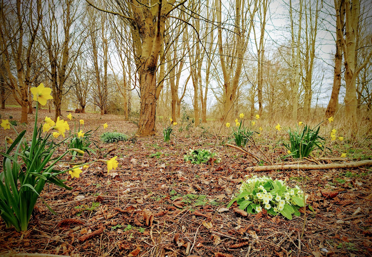 Linnell Woods (Linnell Rd Open Space)