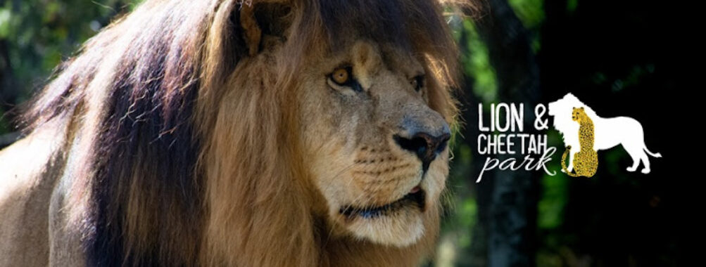 Lion Park Harare Travel Forum Reviews