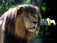 Lion Park Harare Travel Forum Reviews