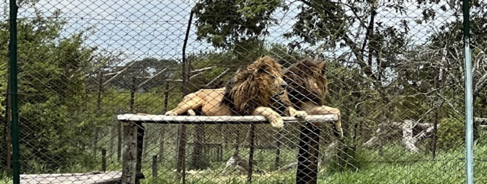 LionFeed, Antelope Park Travel Forum Reviews