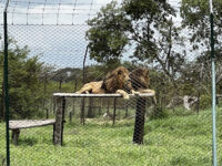 LionFeed, Antelope Park Travel Forum Reviews