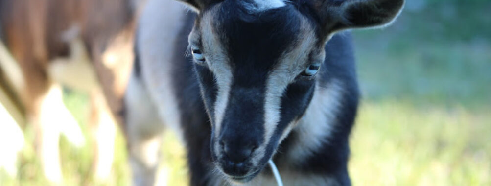 Little Farmers Zoo Travel Forum Reviews