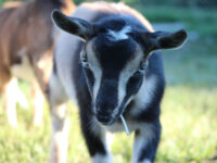 Little Farmers Zoo Travel Forum Reviews