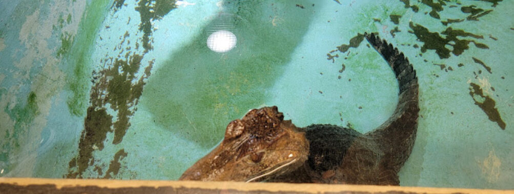 Little Rays Reptile Zoo and Nature Centre Travel Forum Reviews