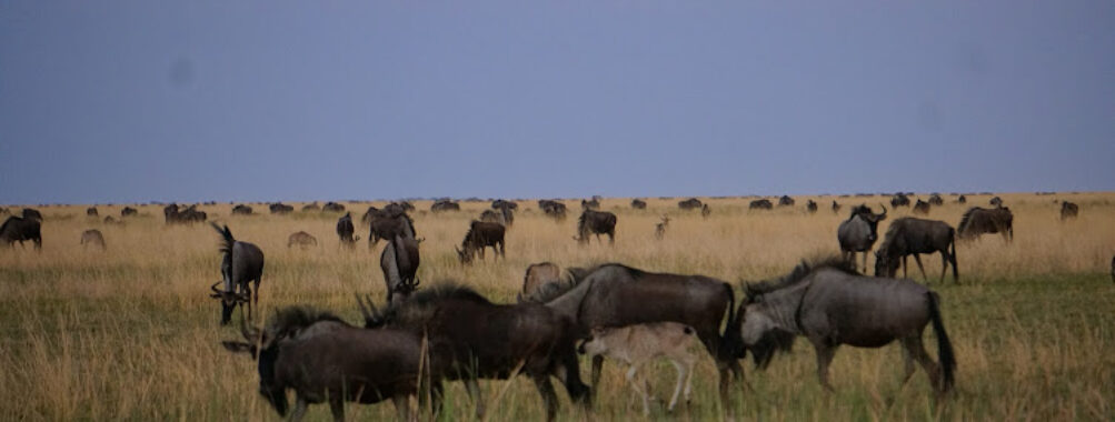 Liuwa Plain National Park Travel Forum Reviews