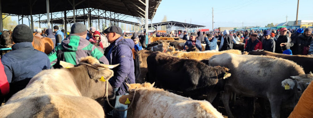 Livestock Bazaar - Mal Bazaar Travel Forum Reviews