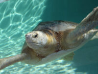 Living Coast Discovery Center Travel Forum Reviews