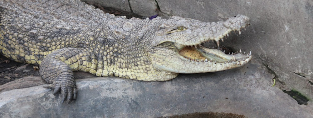 Living Museum (Bujumbura Zoo) Travel Forum Reviews