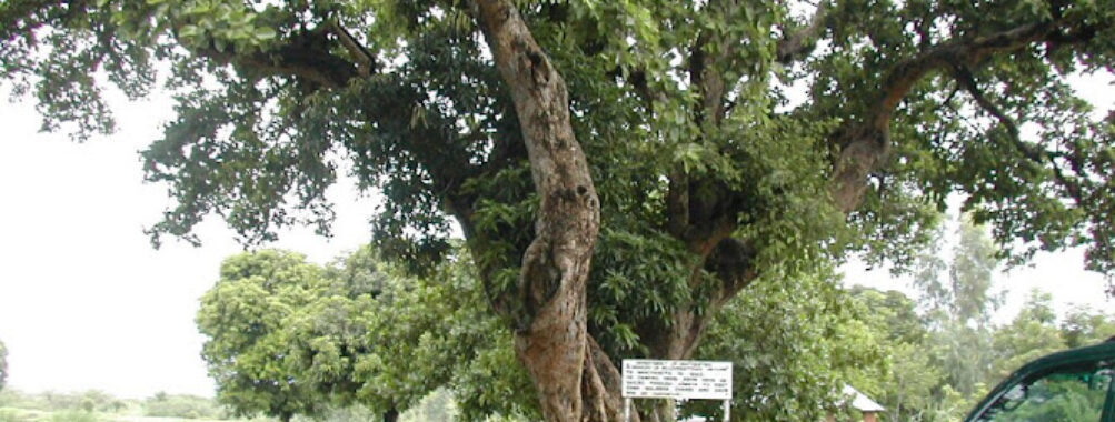 Livingstone tree Travel Forum Reviews