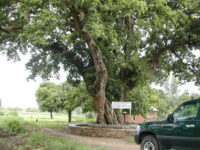 Livingstone tree Travel Forum Reviews