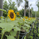 Liwasang Pangkalikasan ng Marilao
