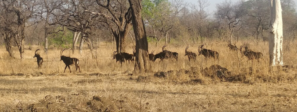 Liwonde National Park Travel Forum Reviews