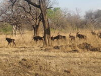 Liwonde National Park Travel Forum Reviews