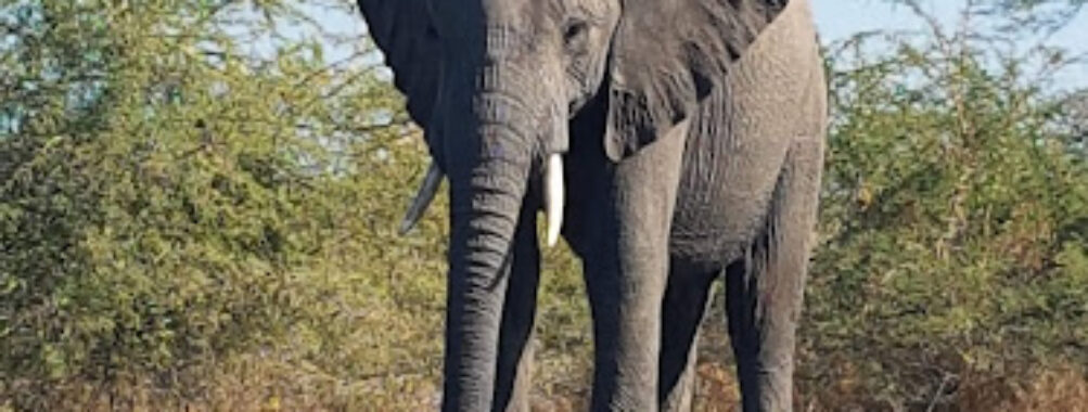 Liwonde National Park Main Entrance Gate Travel Forum Reviews