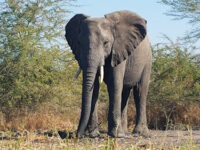 Liwonde National Park Main Entrance Gate Travel Forum Reviews