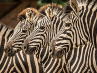 Ljubljana Zoo Travel Forum Reviews