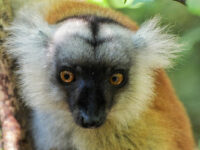 Lokobe Nature Special Reserve Travel Forum Reviews