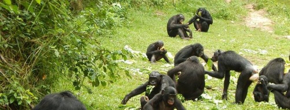 Lola ya Bonobo Sanctuary Travel Forum Reviews