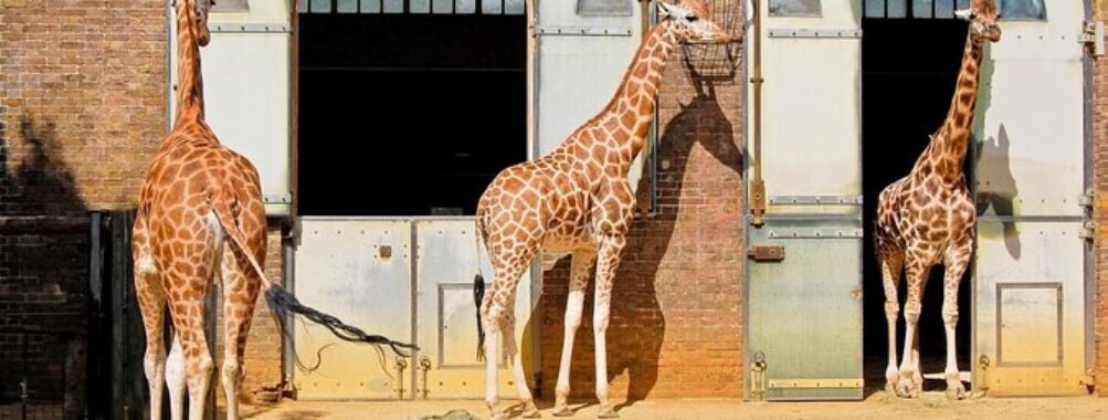 London Zoo Travel Forum Reviews