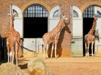 London Zoo Travel Forum Reviews