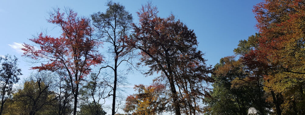 Long Branch-Arliss Neighborhood Park Travel Forum Reviews