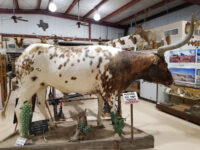 Longhorn Museum Travel Forum Reviews
