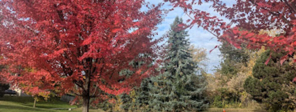 Lord Elgin Park Travel Forum Reviews