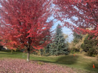 Lord Elgin Park Travel Forum Reviews