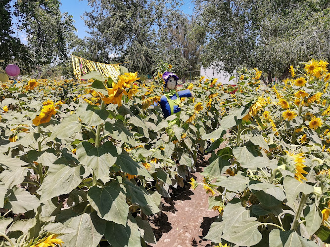 Los Girasoles Dr. José Luis Guerrero Sanchez